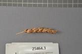 Click for 1 image(s) for this accession. Spike
